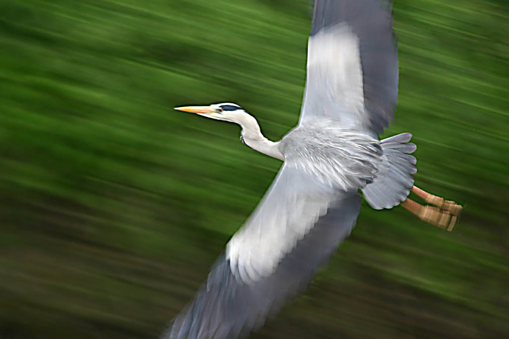 effetto  panning airone