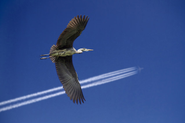 Airone cenerino - (Ardea cinerea ) + nidi