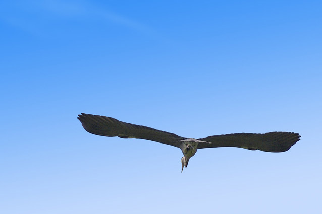 Airone cenerino - (Ardea cinerea ) + nidi