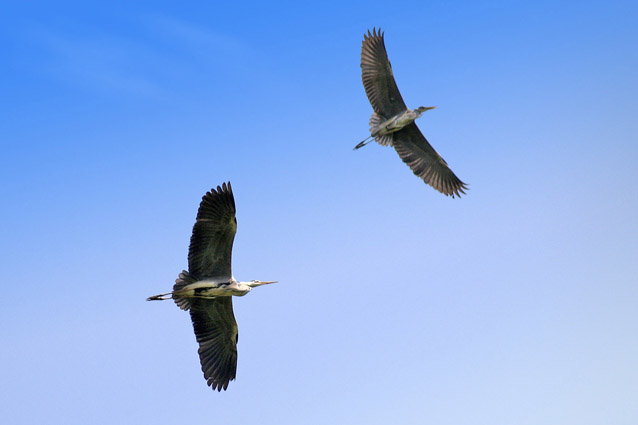 Airone cenerino - (Ardea cinerea ) + nidi