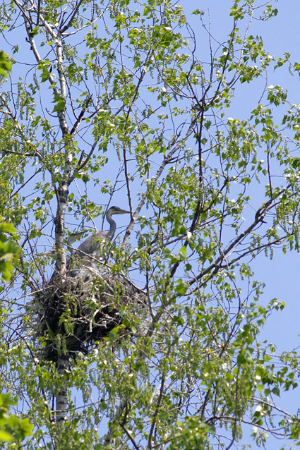 Airone cenerino - (Ardea cinerea ) + nidi