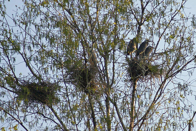 Airone cenerino - (Ardea cinerea ) + nidi