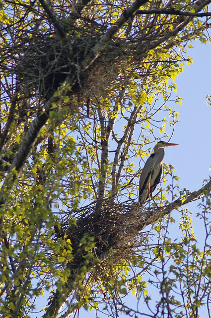 Airone cenerino - (Ardea cinerea ) + nidi