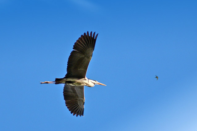 Airone cenerino - (Ardea cinerea ) + nidi