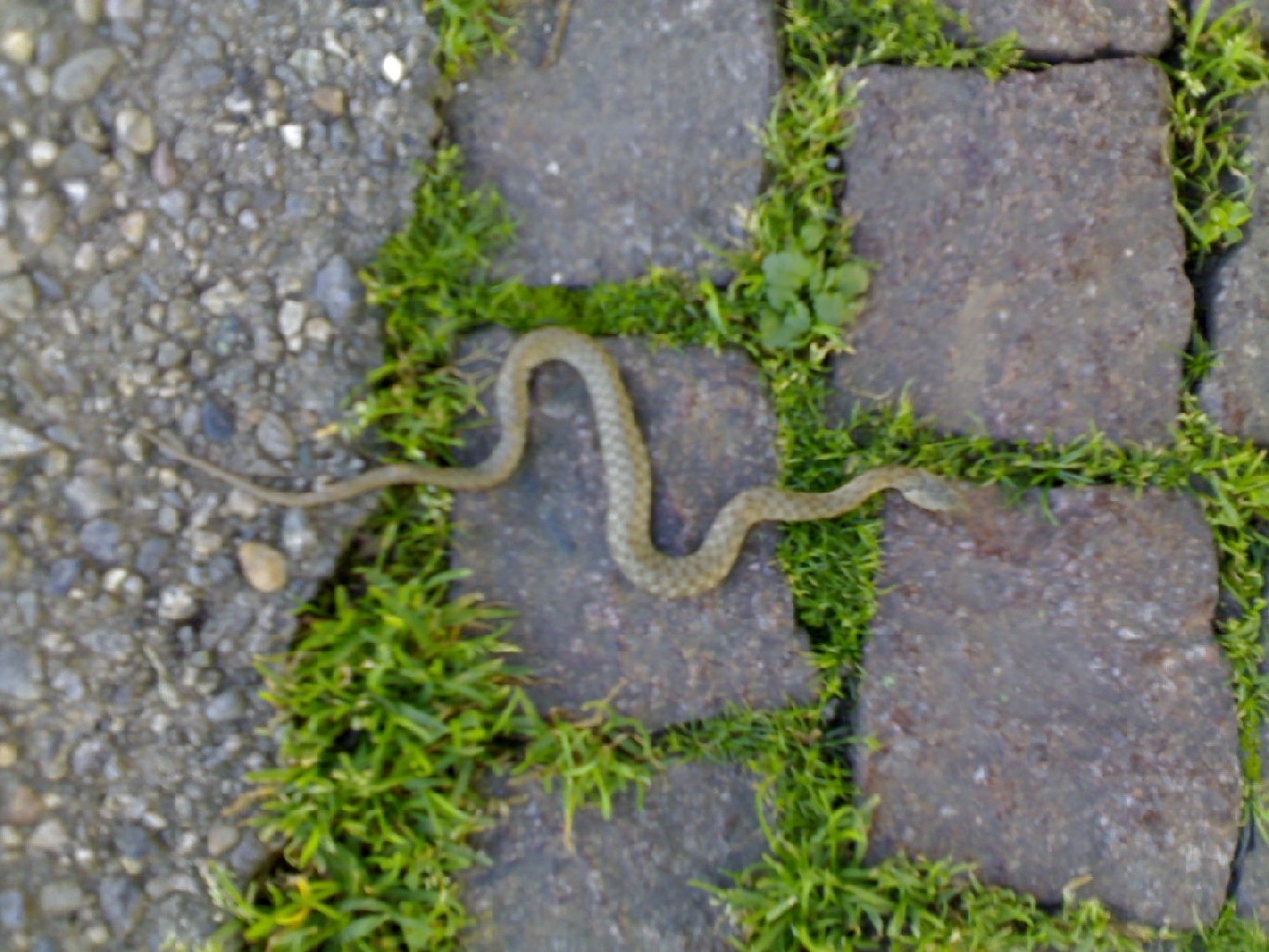 Vipera aspis e Natrix tessellata