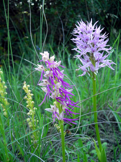 Ibrido: Orchis (Aceras) anthropophora x Orchis italica