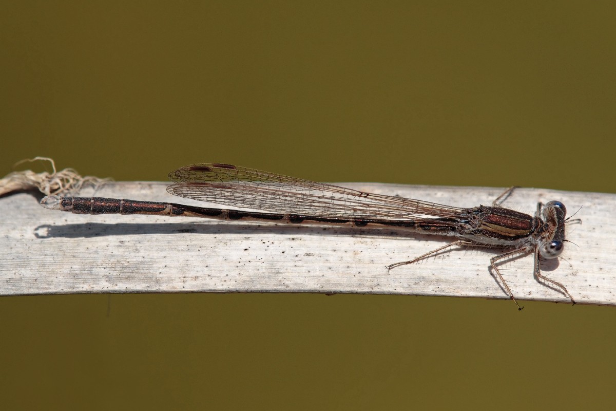 Primo anisottero dell''anno: Sympetrum striolatum