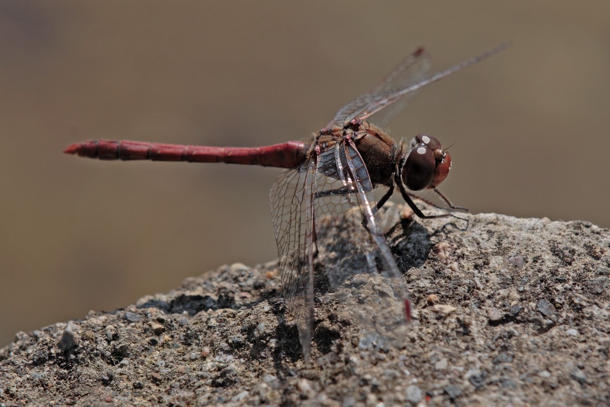 Primo anisottero dell''anno: Sympetrum striolatum