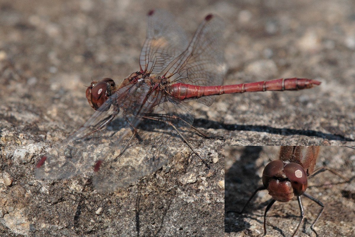 Primo anisottero dell''anno: Sympetrum striolatum