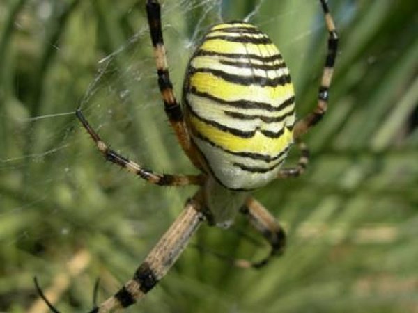 Argiope bruennichi