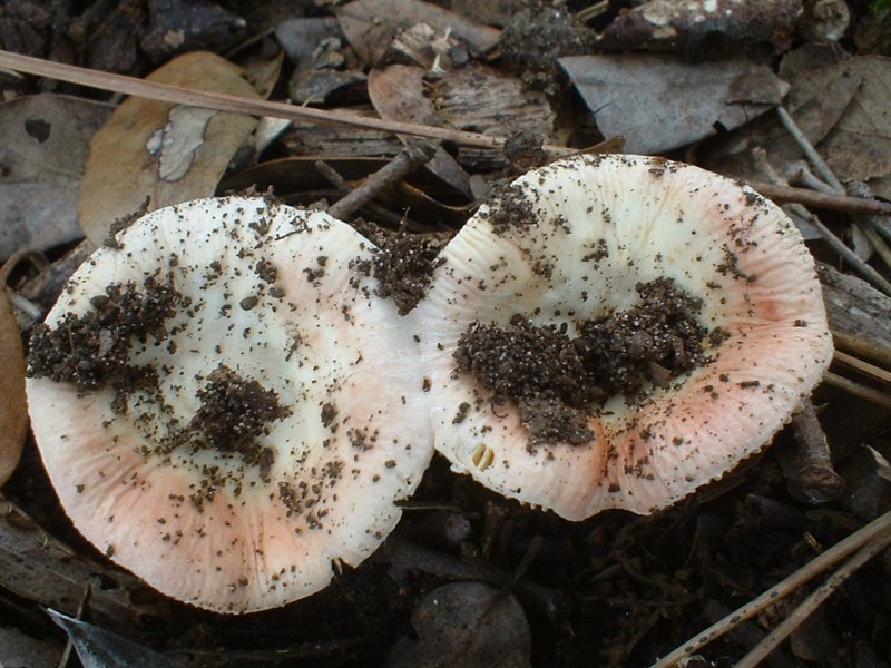 russula primaverile