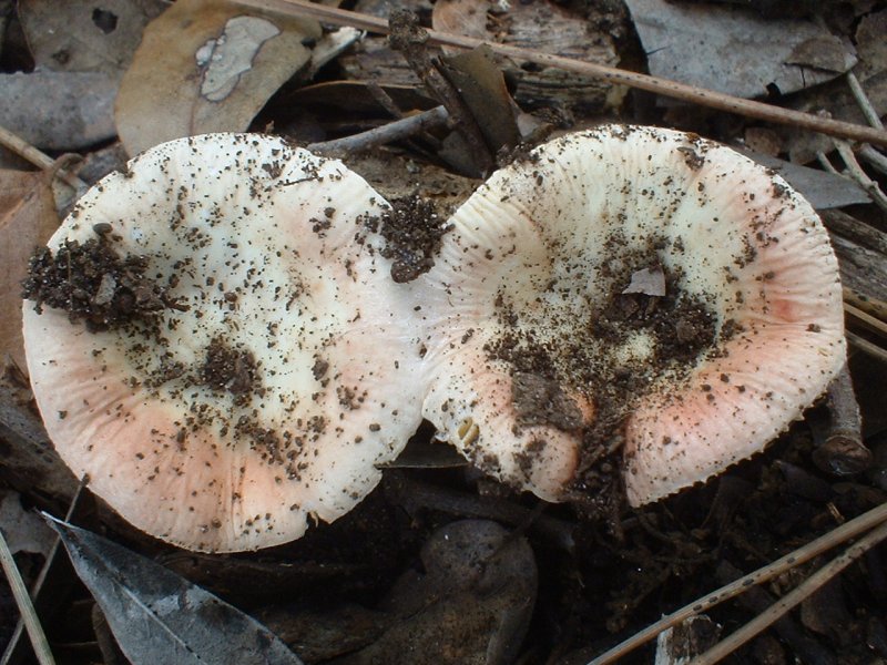 russula primaverile