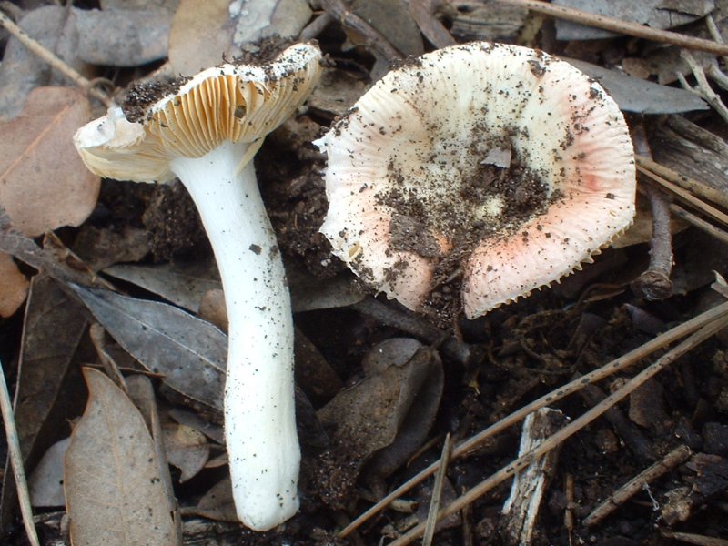 russula primaverile