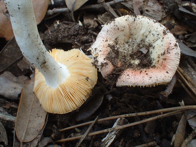 russula primaverile