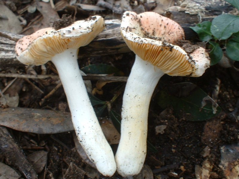 russula primaverile