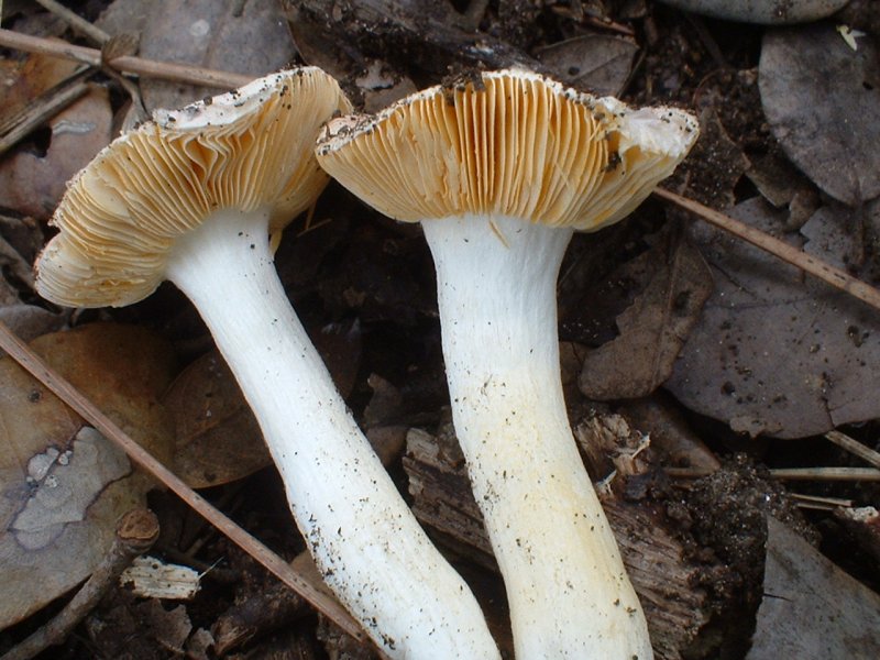 russula primaverile