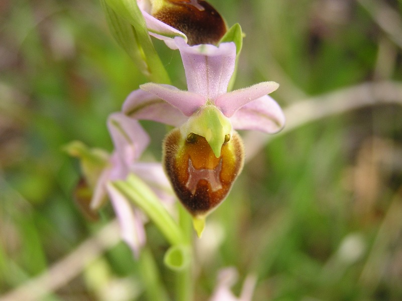 Riconoscimento specie orchidee