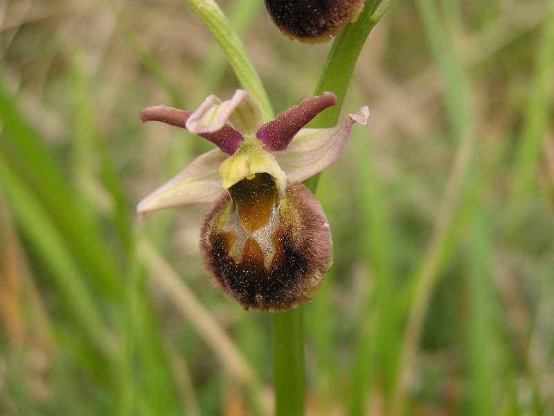 Riconoscimento specie orchidee