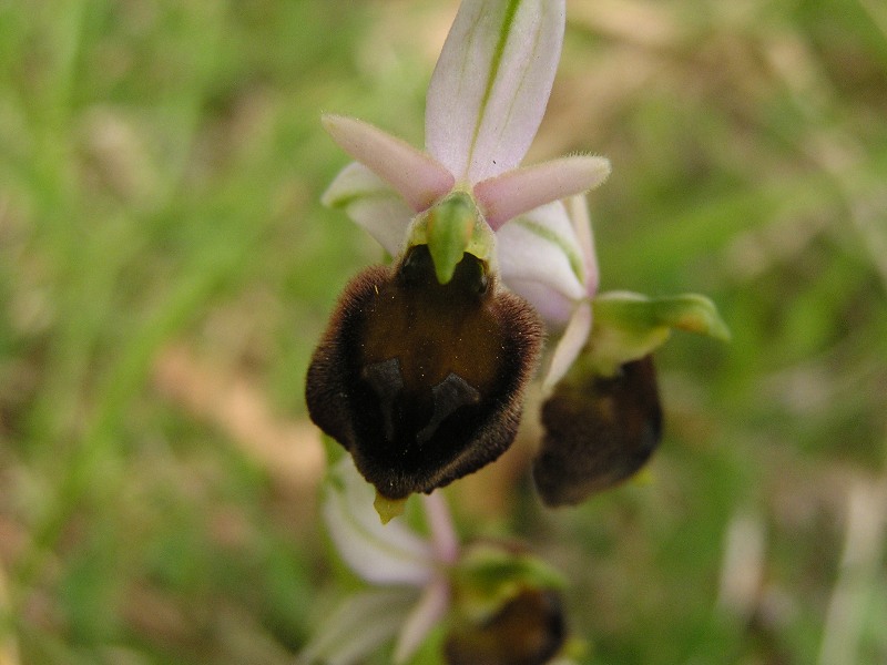 Riconoscimento specie orchidee