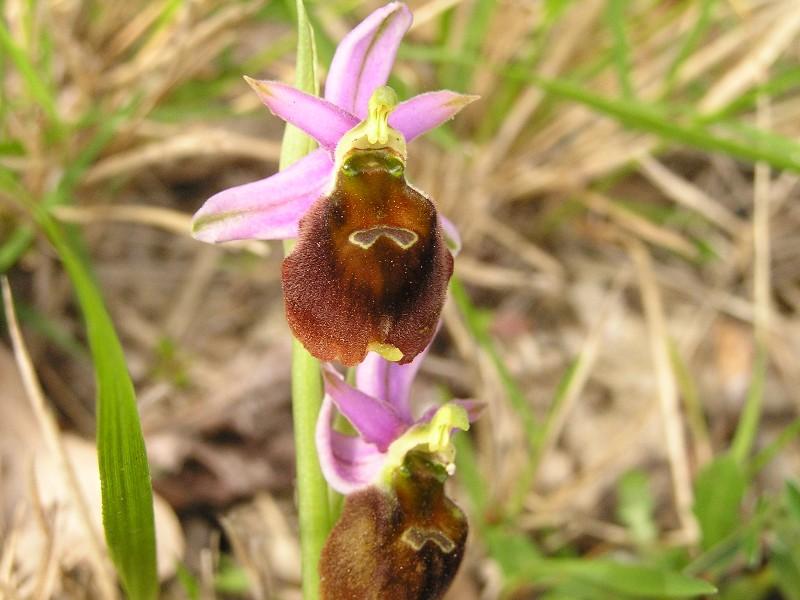 Riconoscimento specie orchidee