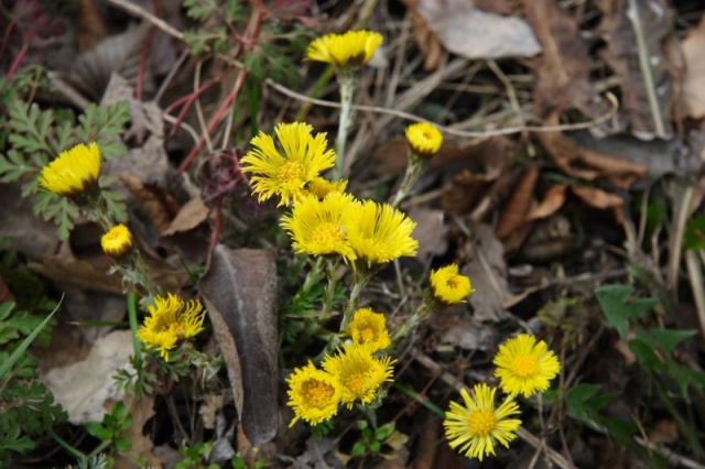 La primavera  vicina