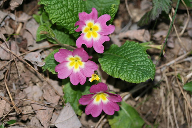 Primula coltivata rinselvatichita