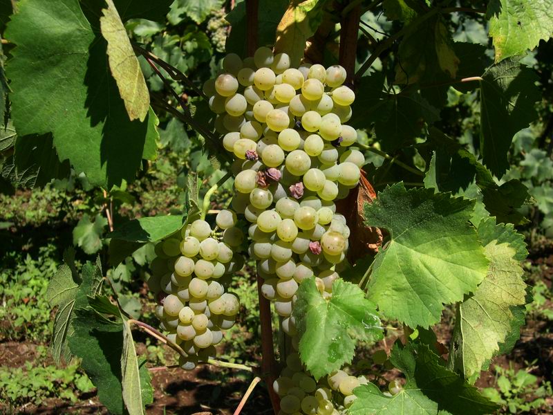 Tempo di vendemmia