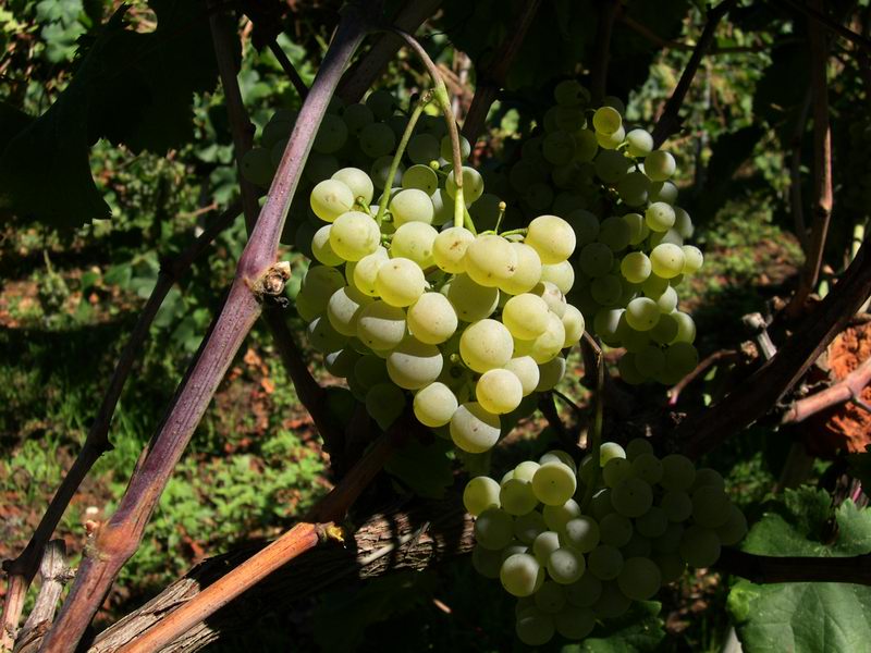 Tempo di vendemmia