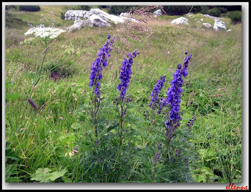 Aconitum napellus / Aconito napello