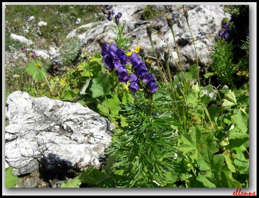 Aconitum napellus / Aconito napello