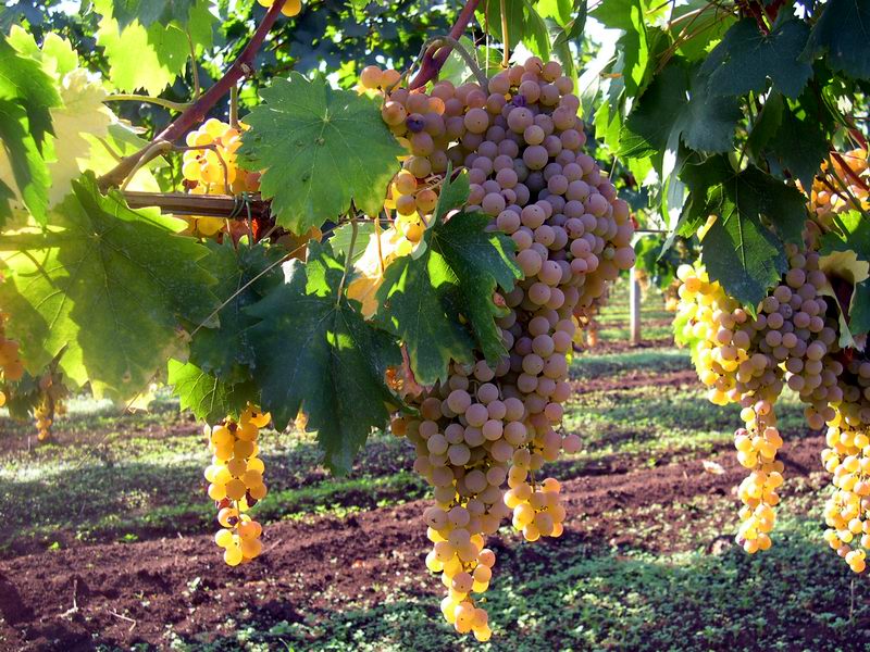 Tempo di vendemmia