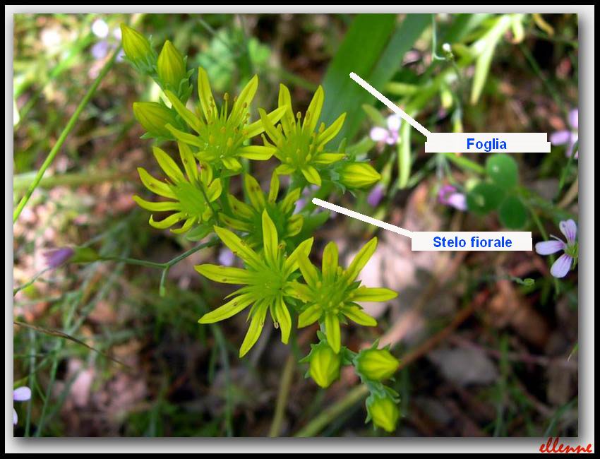 Petrosedum amplexicaule (=Sedum amplexicaule) / Borracina guainata
