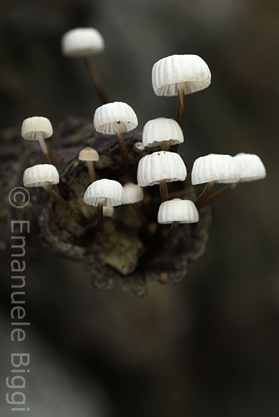 Piccoli funghi ombrelliformi