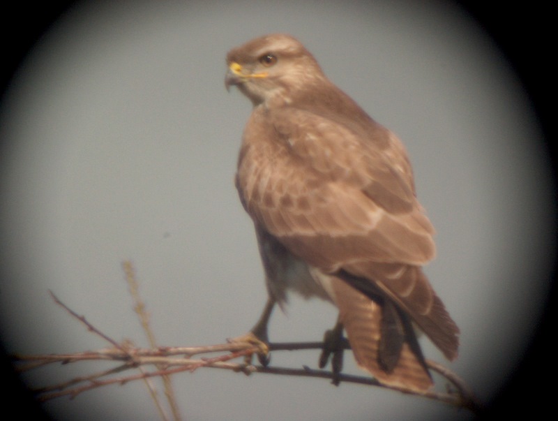 Poiana (Buteo buteo?), a me par strana...