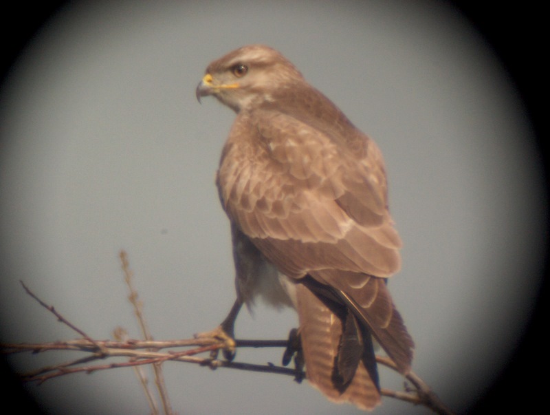 Poiana (Buteo buteo?), a me par strana...