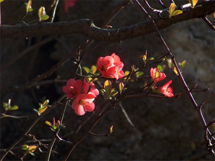 Chaenomeles japonica = Cotogno da fiore