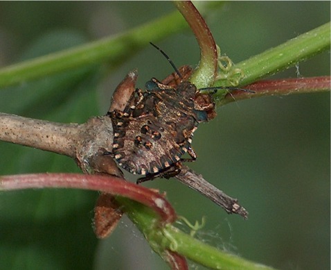 Ninfa di Pentatoma rufipes (Heteroptera, Pentatomidae)