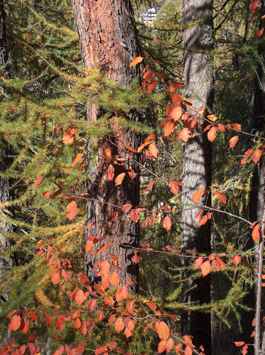 Autunno alpino