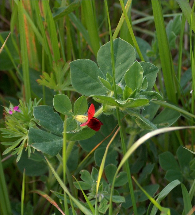 Tetragonolobus purpureus