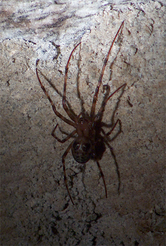 Ragno (Araneus?) da determinare