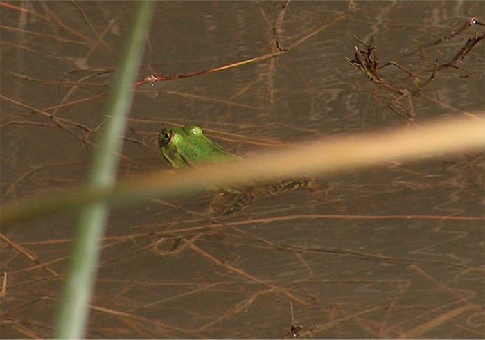 Un po'' di ranocchiette verdi - Pelophylax sp. (pr. Cosenza)