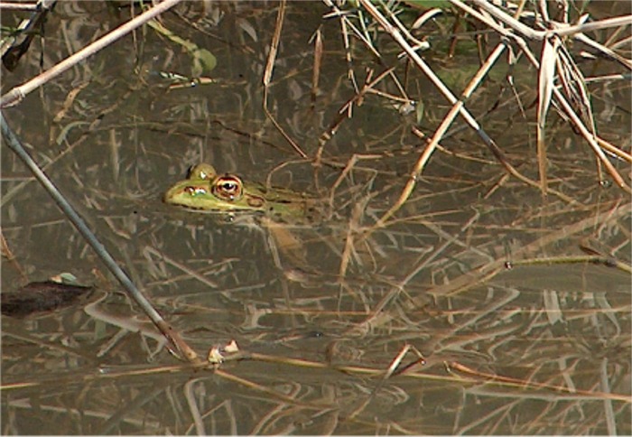 Un po'' di ranocchiette verdi - Pelophylax sp. (pr. Cosenza)