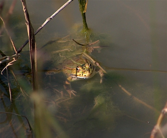 Un po'' di ranocchiette verdi - Pelophylax sp. (pr. Cosenza)