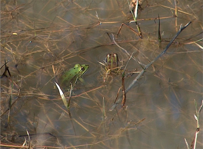 Un po'' di ranocchiette verdi - Pelophylax sp. (pr. Cosenza)