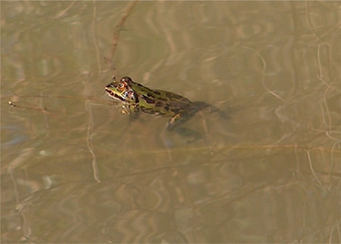 Un po'' di ranocchiette verdi - Pelophylax sp. (pr. Cosenza)