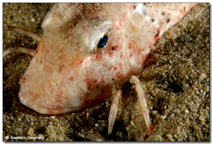 Chelidonichthys lucerna (Gallinella o Pesce lucerna)