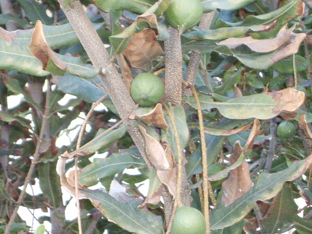 Pittosporum tobira / Pittosporo (pianta coltivata)