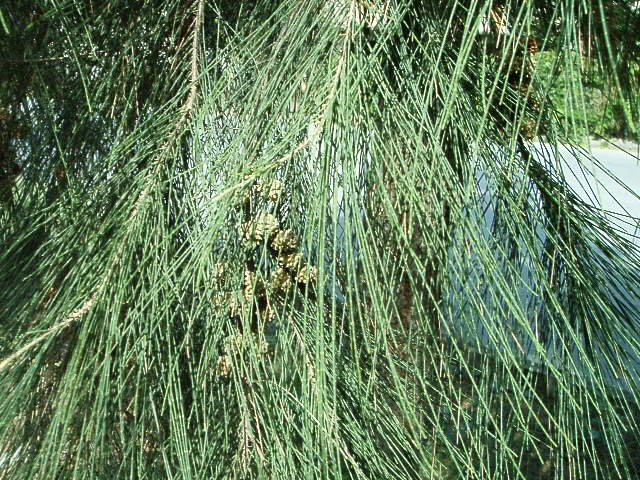 Casuarina equisetifolia