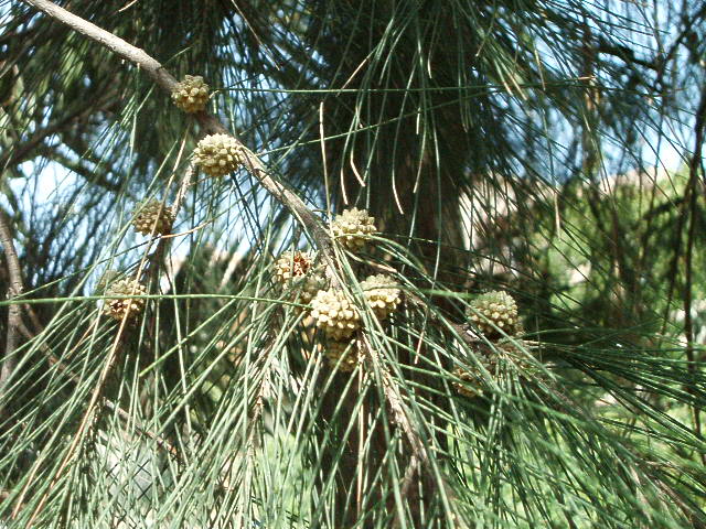 Casuarina equisetifolia