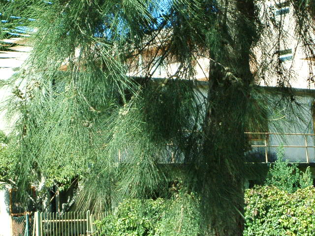 Casuarina equisetifolia